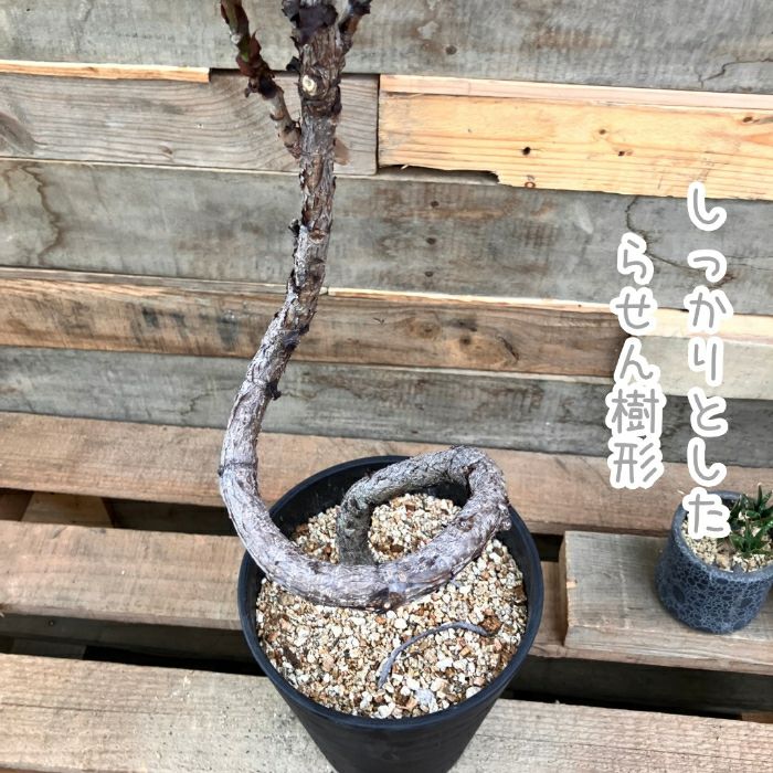 観葉植物現品販売