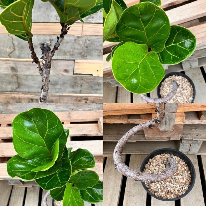 観葉植物現品販売