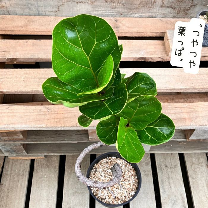 観葉植物現品販売