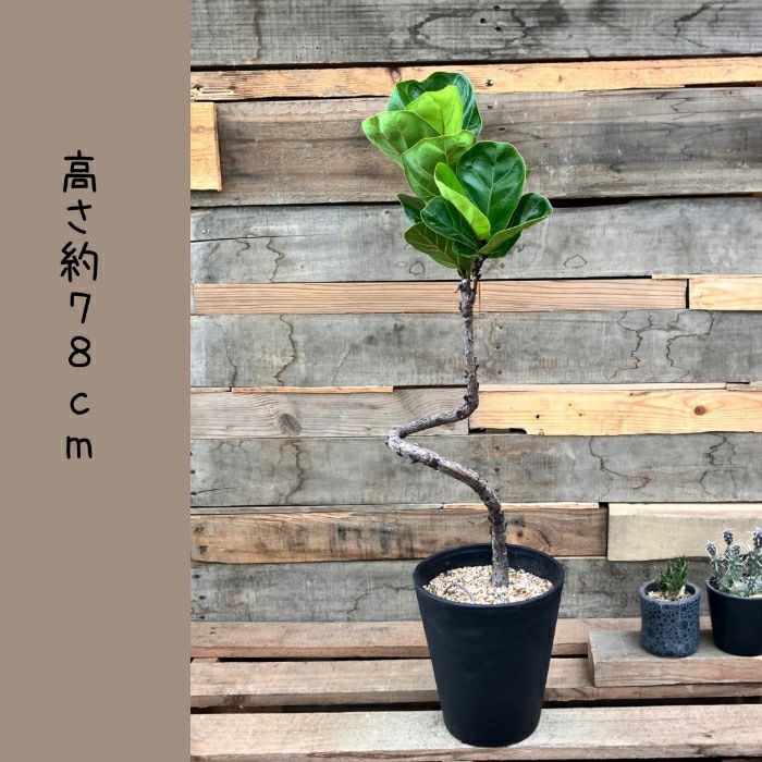 観葉植物現品販売