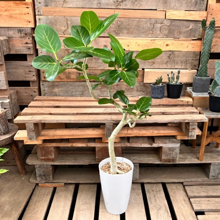 観葉植物現品販売