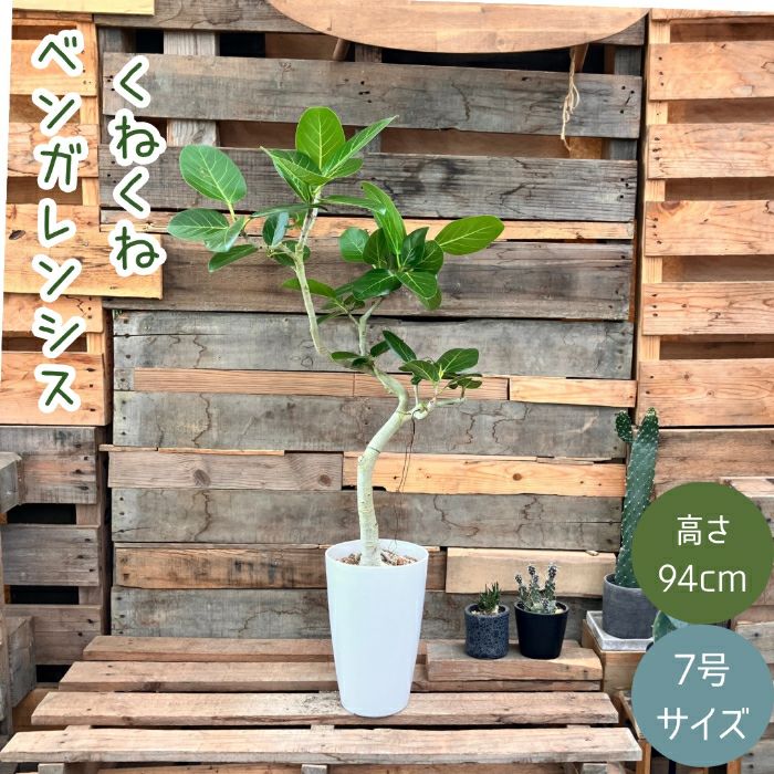 観葉植物現品販売