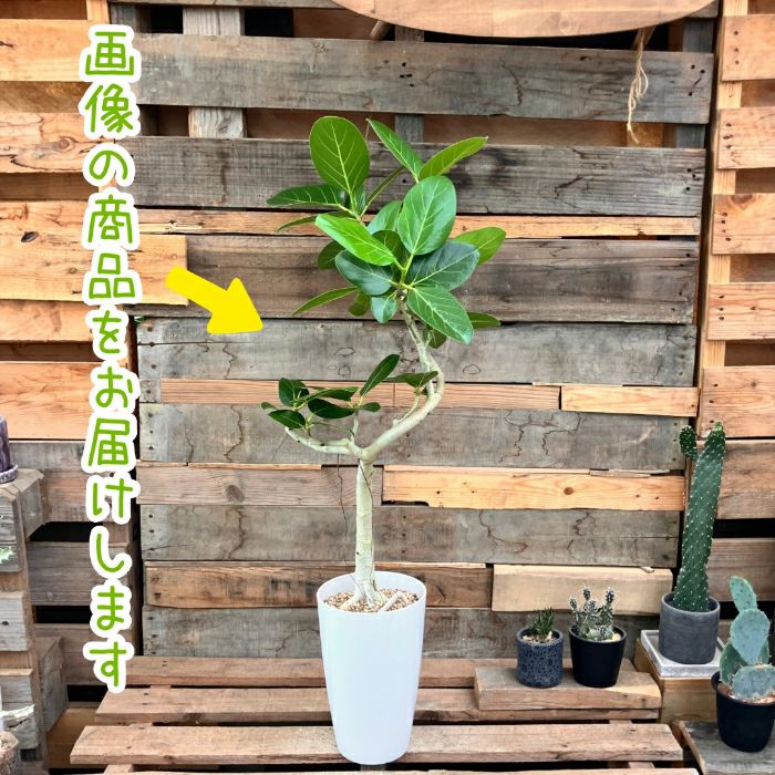 観葉植物現品販売