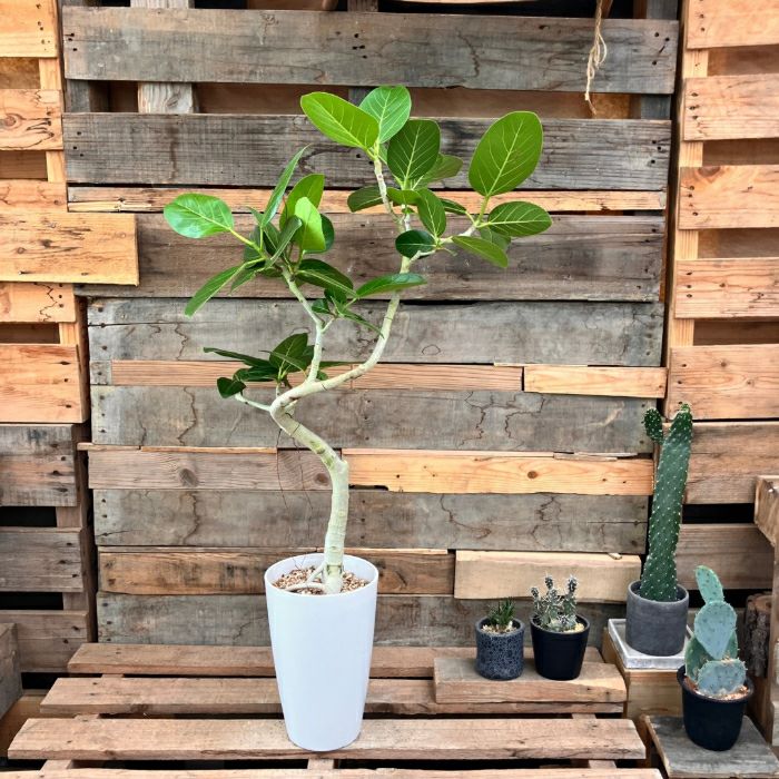 観葉植物現品販売