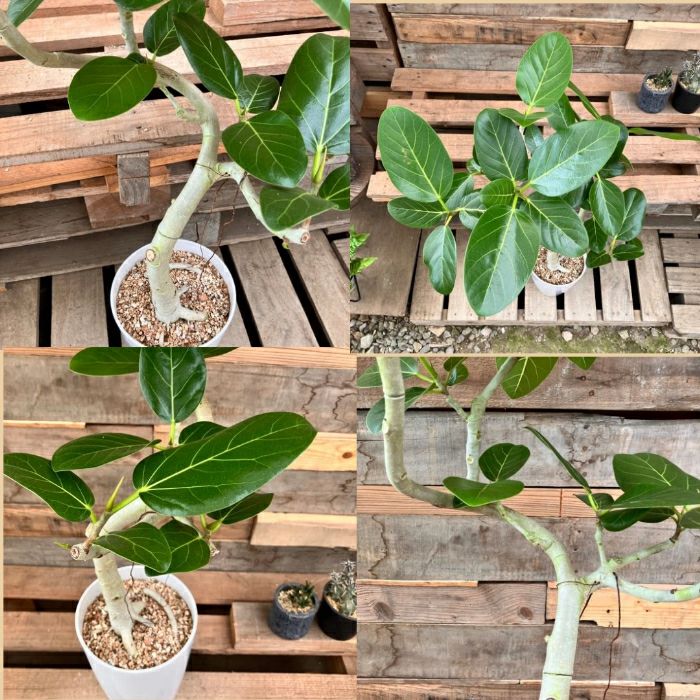 観葉植物現品販売