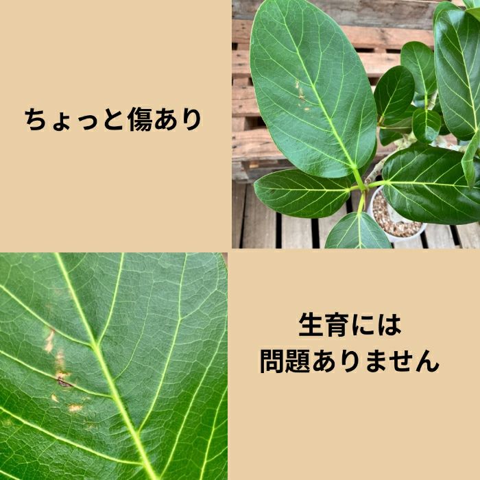 観葉植物現品販売