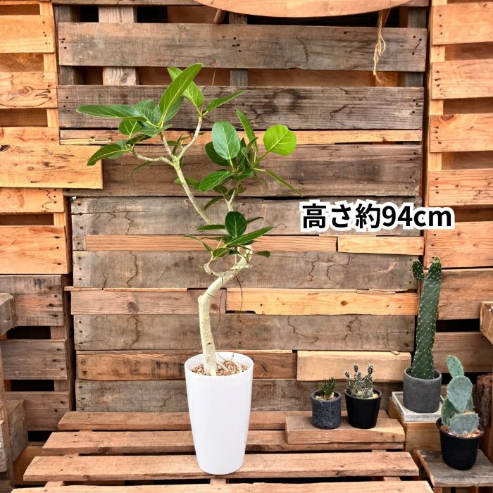 観葉植物現品販売