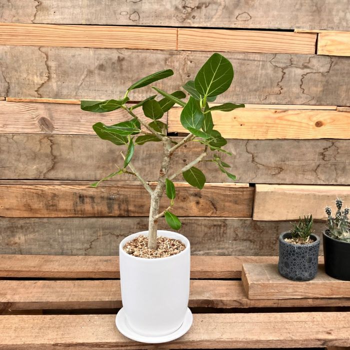 観葉植物現品販売