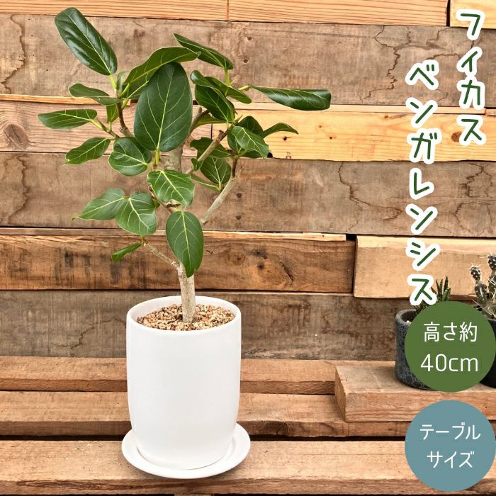 観葉植物現品販売