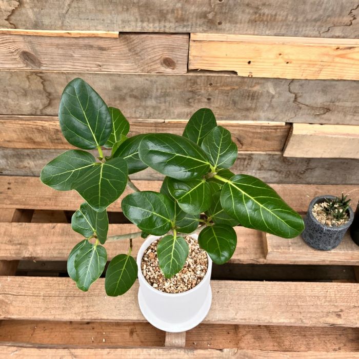 観葉植物現品販売