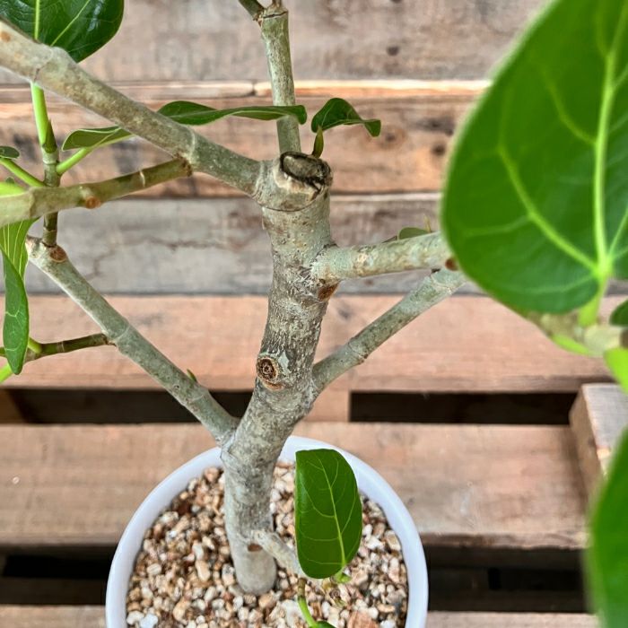 観葉植物現品販売