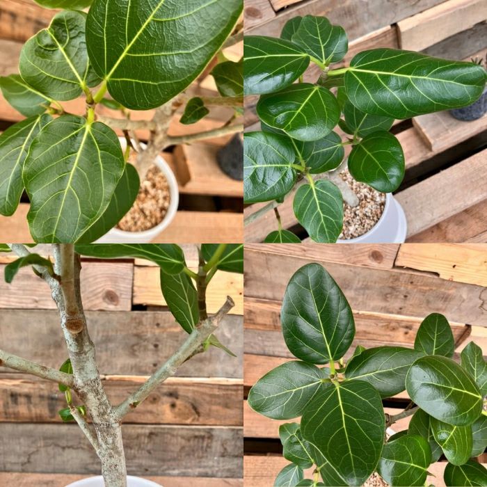 観葉植物現品販売