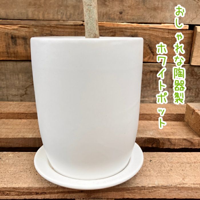 観葉植物現品販売