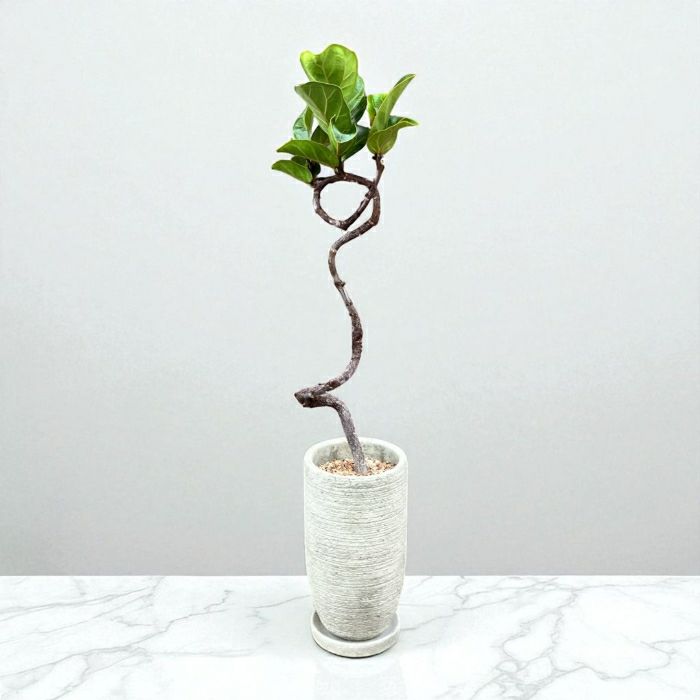 観葉植物現品販売