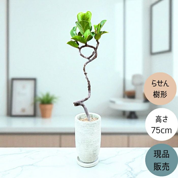 観葉植物現品販売