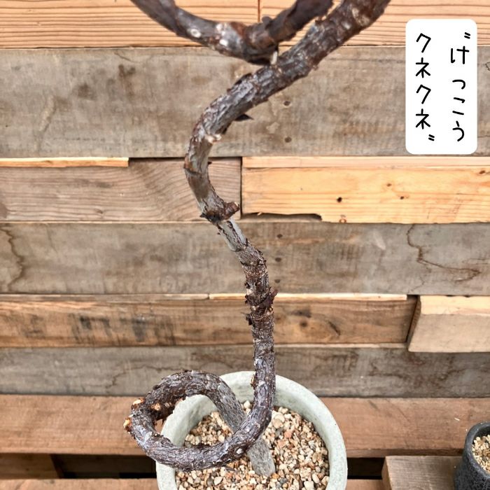 観葉植物現品販売