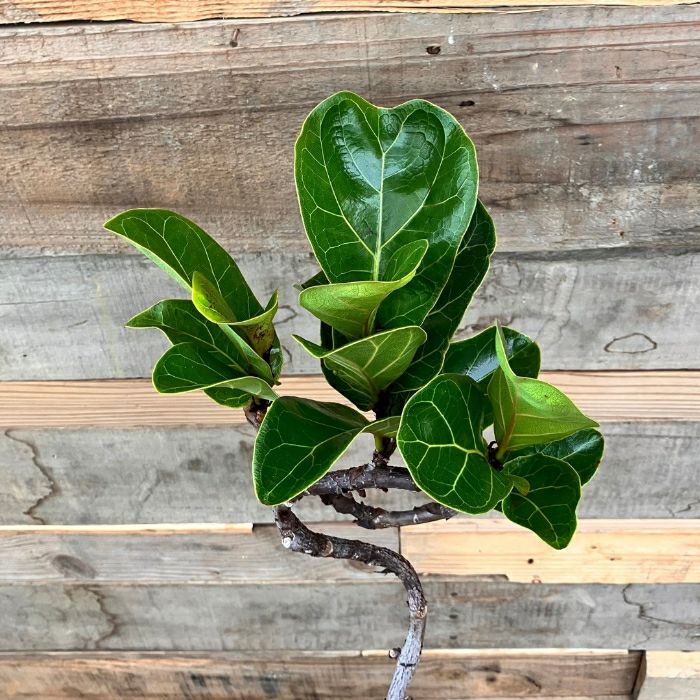 観葉植物現品販売