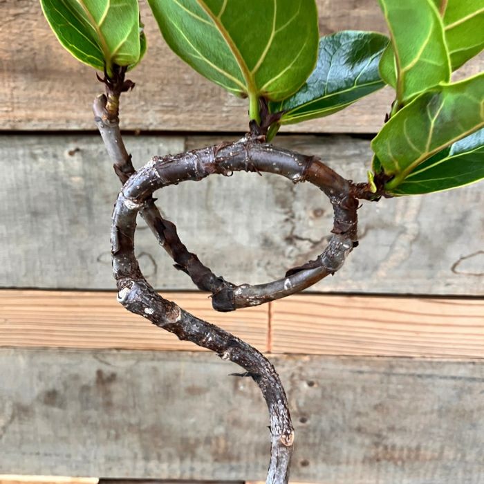 観葉植物現品販売