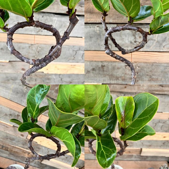 観葉植物現品販売