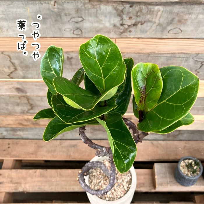 観葉植物現品販売
