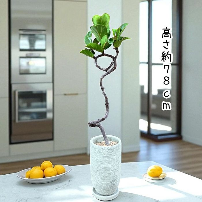 観葉植物現品販売