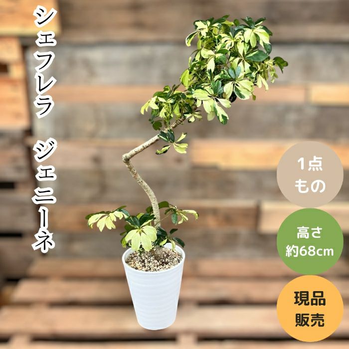 観葉植物現品販売