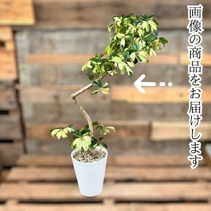 観葉植物現品販売