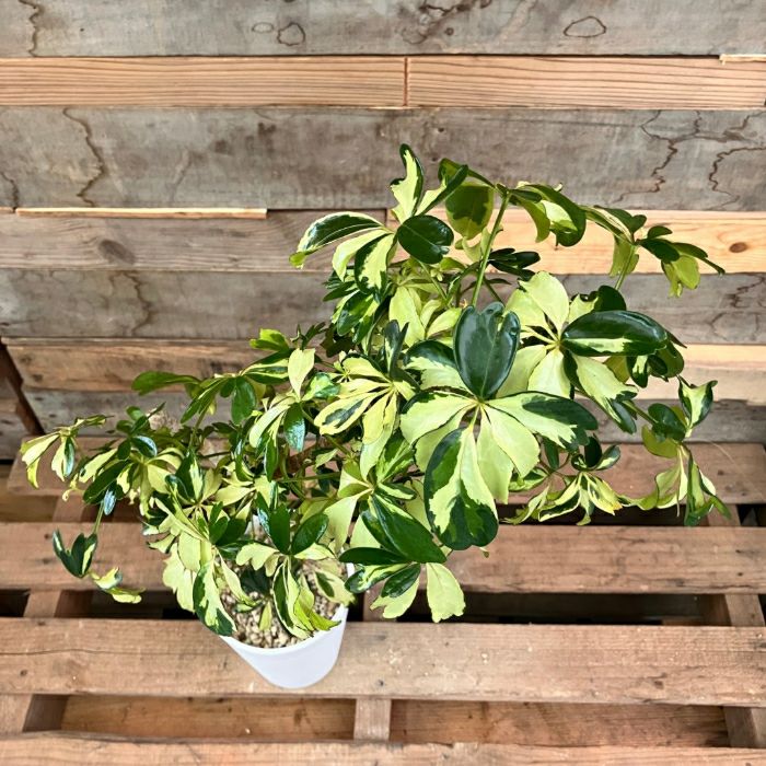 観葉植物現品販売