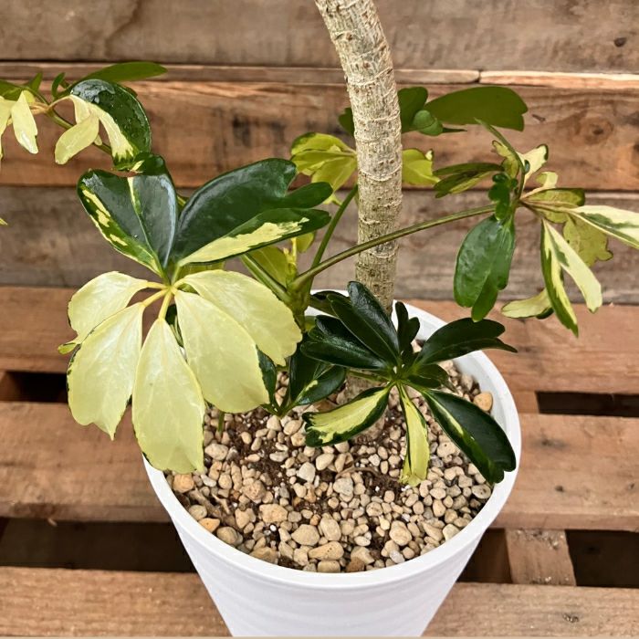 観葉植物現品販売