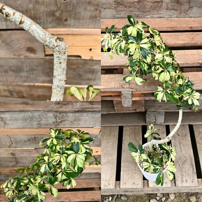 観葉植物現品販売