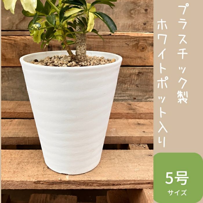 観葉植物現品販売