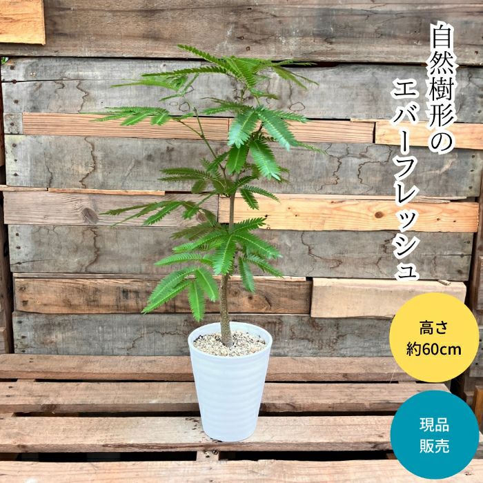 観葉植物現品販売