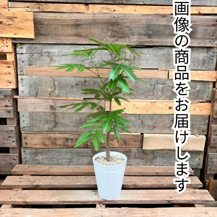 観葉植物現品販売