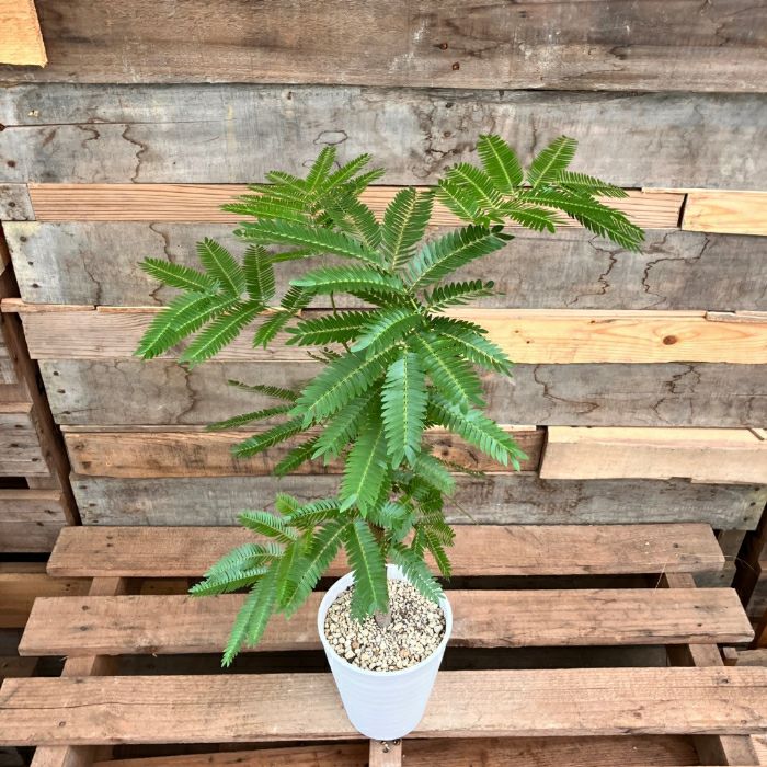 観葉植物現品販売