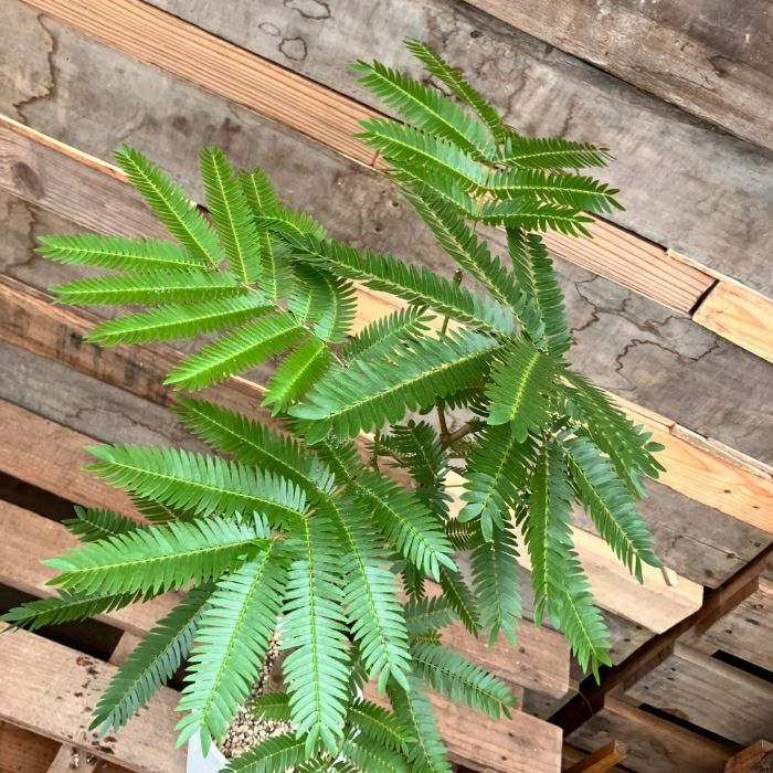 観葉植物現品販売