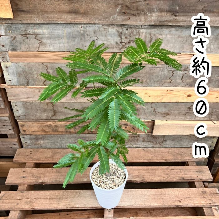 観葉植物現品販売