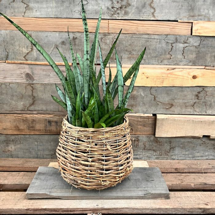 観葉植物現品販売