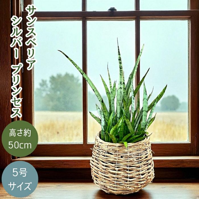観葉植物現品販売