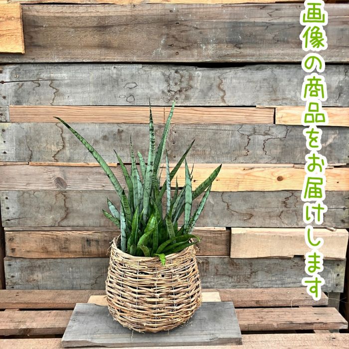 観葉植物現品販売