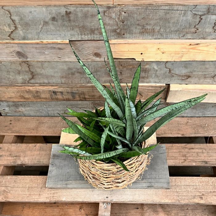 観葉植物現品販売