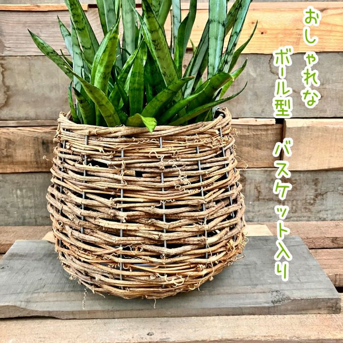 観葉植物現品販売