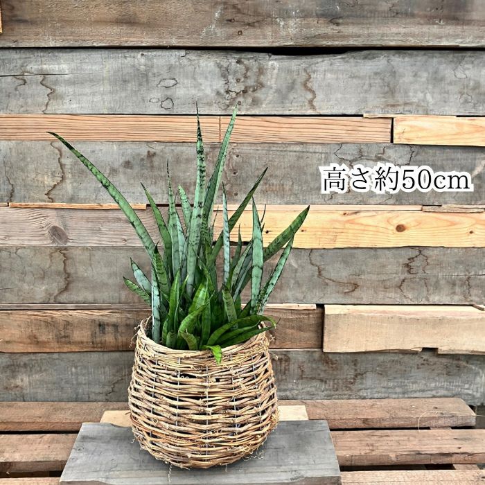 観葉植物現品販売