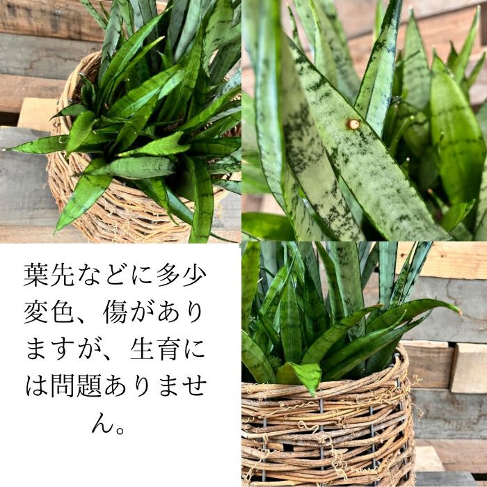 観葉植物現品販売