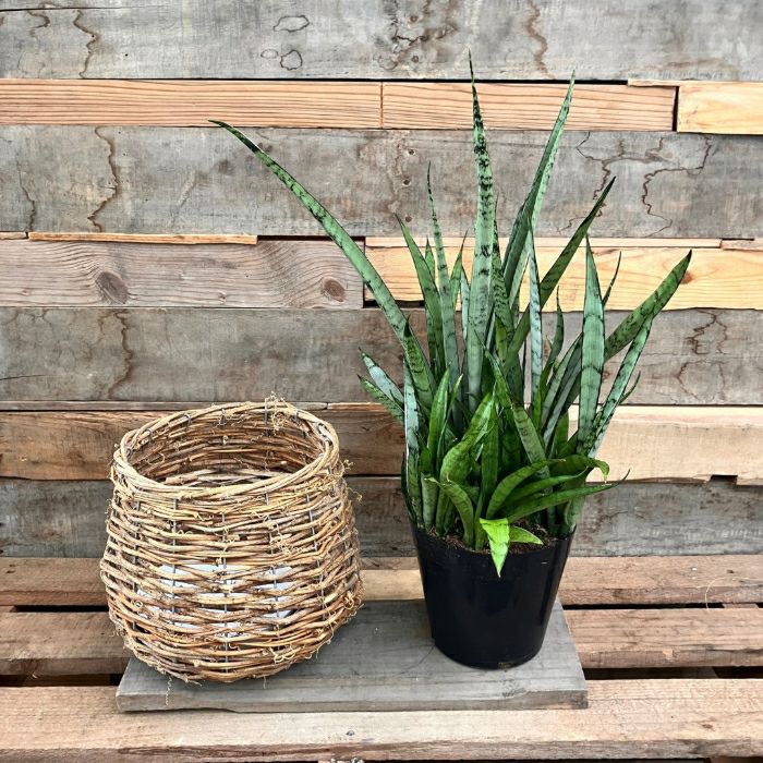 観葉植物現品販売