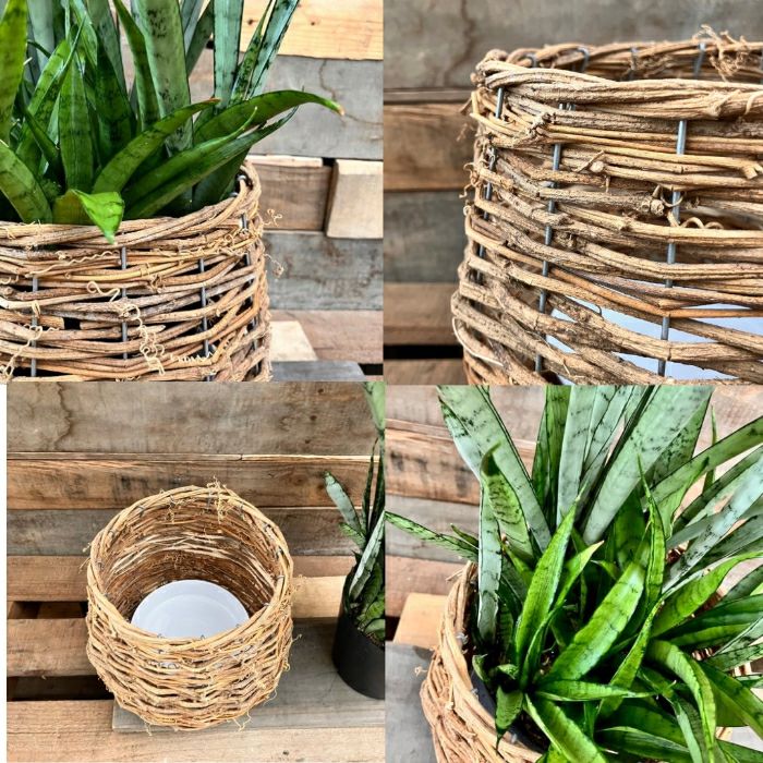 観葉植物現品販売