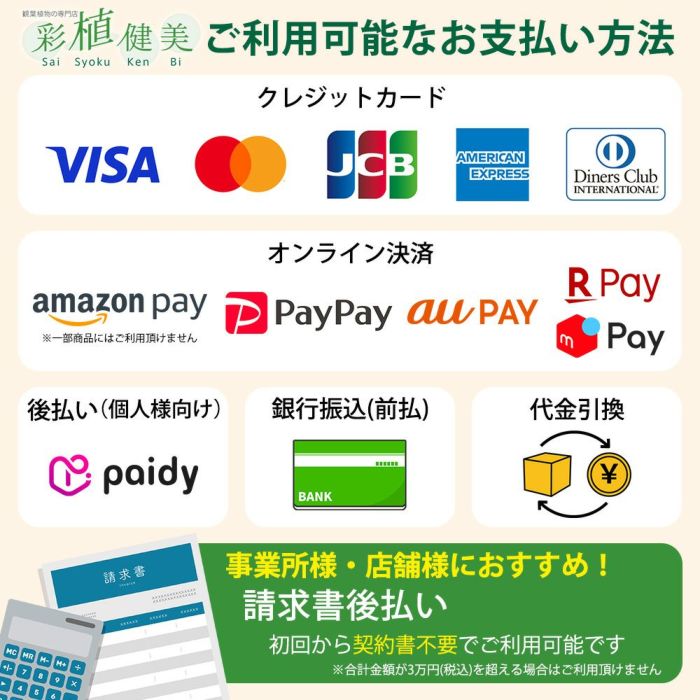 観葉植物現品販売