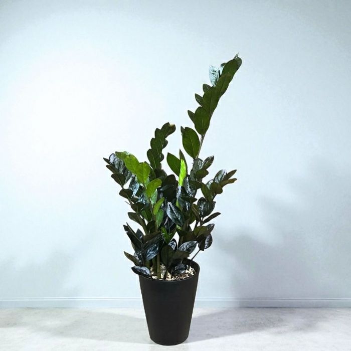 観葉植物現品販売