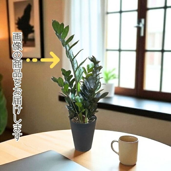 観葉植物現品販売