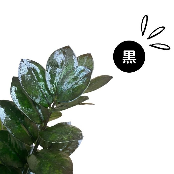 観葉植物現品販売