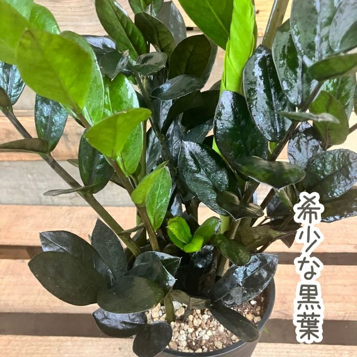 観葉植物現品販売